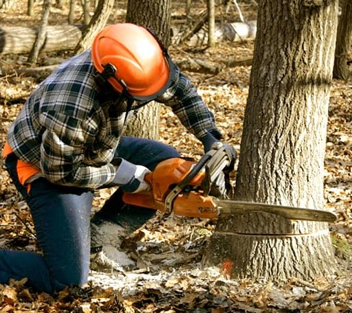 Tree Removal in Wood River Junction, RI